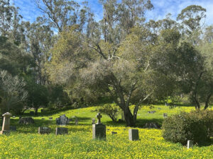 Gravestones surrounded by vibrant yellow wildflowers and tall trees in a serene cemetery setting.