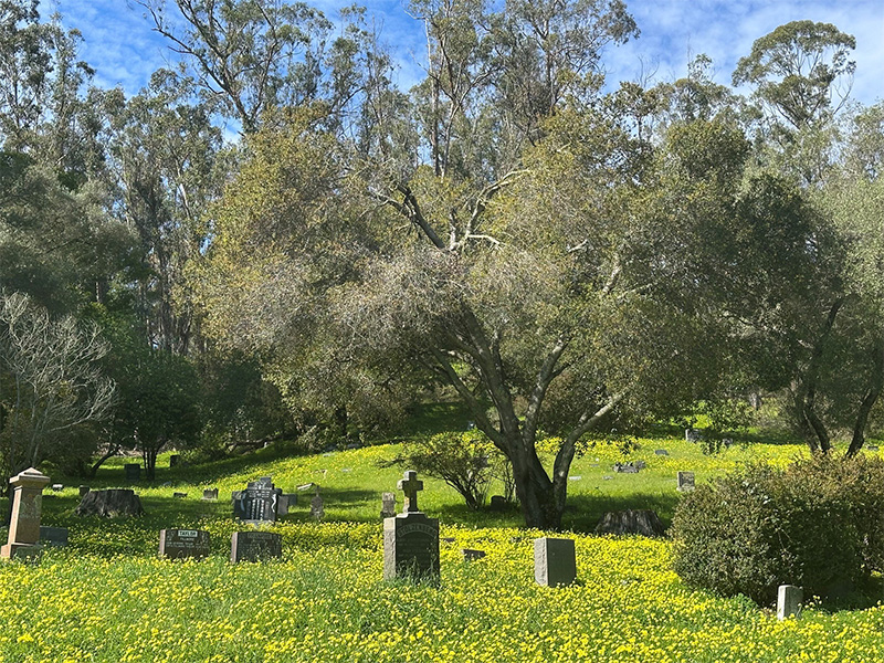 Gravestones surrounded by vibrant yellow wildflowers and tall trees in a serene cemetery setting.